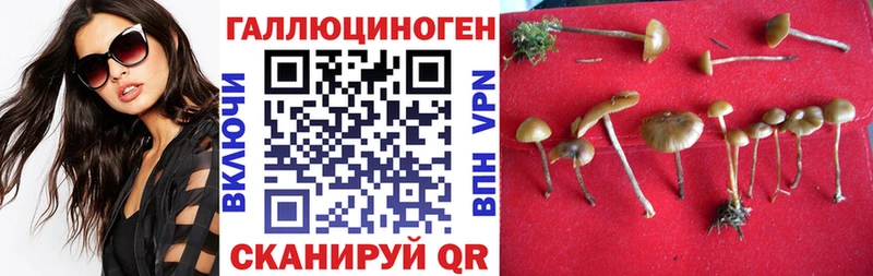 Псилоцибиновые грибы Psilocybine cubensis  ссылка на мегу ссылка  Арск 